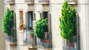 7 Tipps zum Growen auf dem Balkon