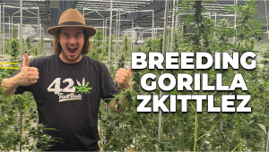 Hinter den Kulissen: Gorilla Zkittlez Auto Seed Züchtung