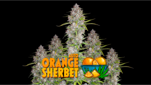 Orange Sherbet Auto Woche-für-Woche Leitfaden | FastBuds