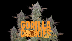 Gorilla Cookies Auto Woche für Woche Anleitung 