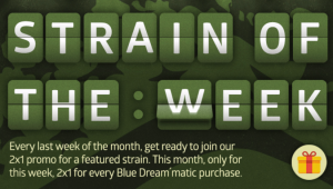 BLUE DREAMMATIC IST UNSER 2X1 SORTE DER WOCHE!