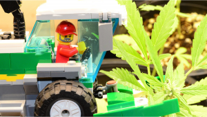 LEGO wird in 10 Jahren nur noch Hanf-Plastik verwenden