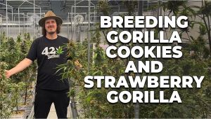 Breeding Gorilla Cookies and Strawberry Gorilla