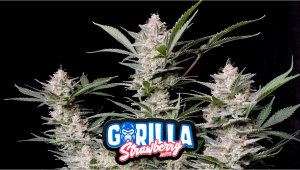 Strawberry Gorilla Auto Plantssorte: Woche-für-Woche-Anleitung