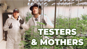 Behind the Scenes: Our Testers and Mother Plants