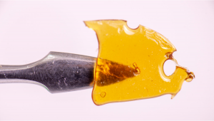 Plants Shatter: What Is It, How To Make And Smoke strength & Extract Extractions Oil