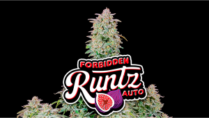 Forbidden Runtz Auto Woche für Woche - Anleitung