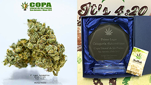 Green Crack awarded 1st Prize in Chile!